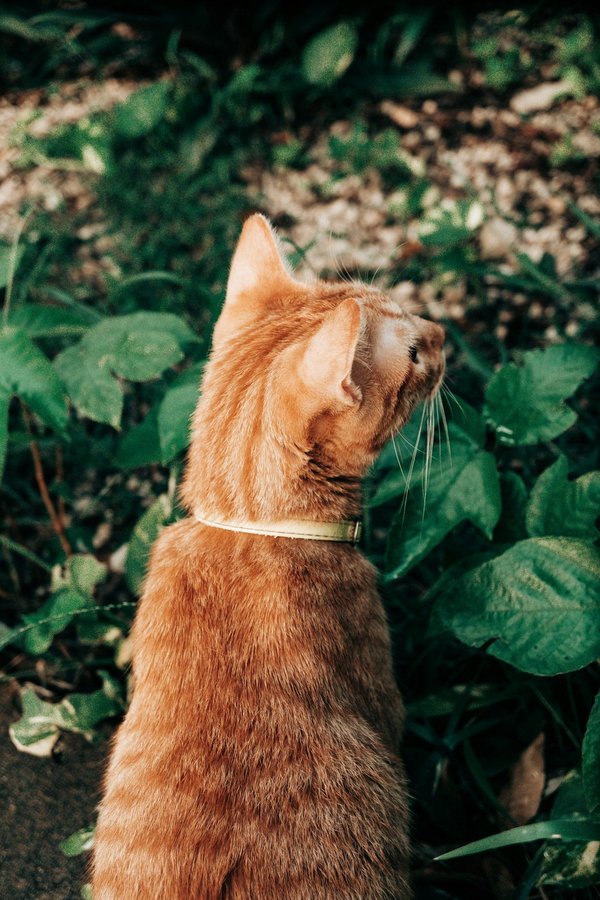 Comment aménager un jardin de plantes médicinales autour d'une fontaine?