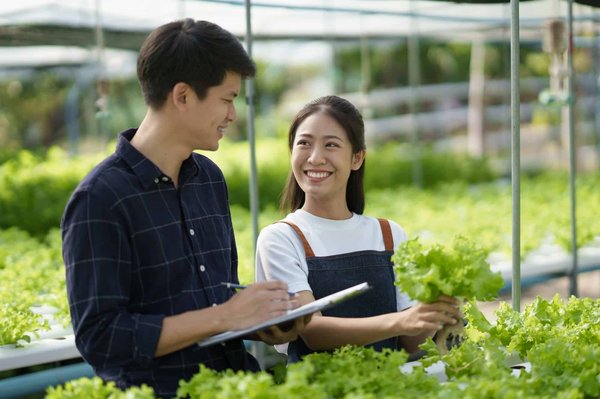 Quelles sont les méthodes pour cultiver des herbes aromatiques en hydroponie dans une cuisine?