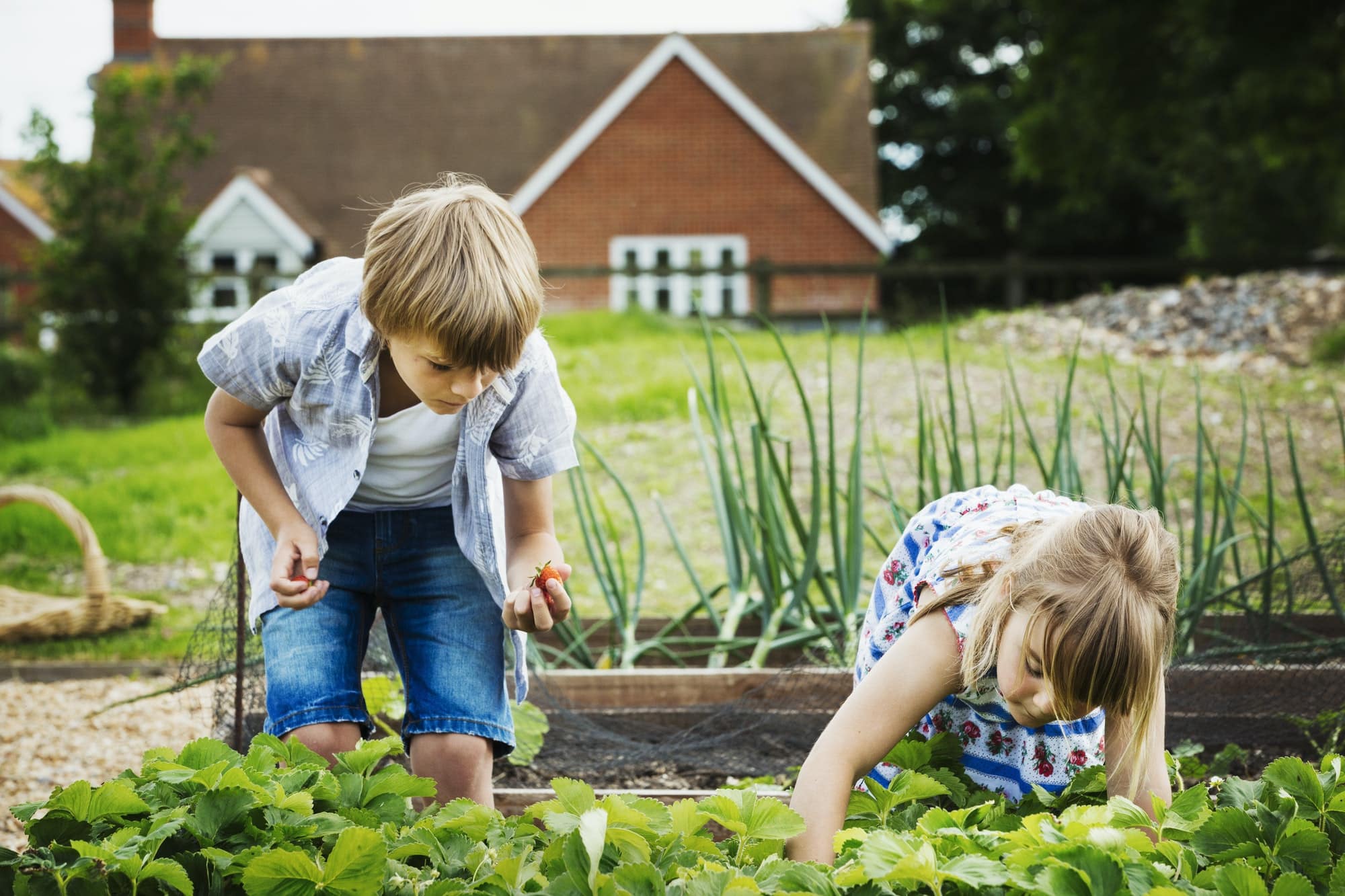 Potagers urbains à Genève : une révolution verte au cœur de la ville